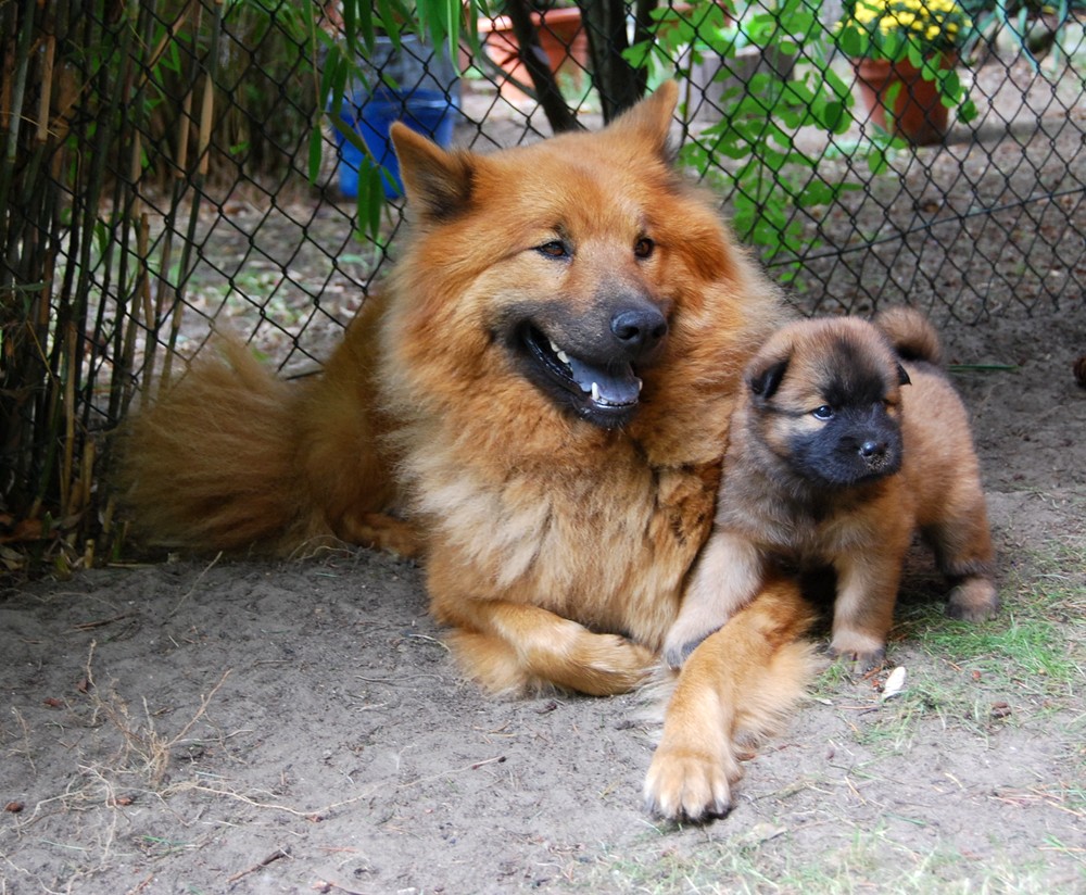 Eurasier von der frischen Quelle Startseite